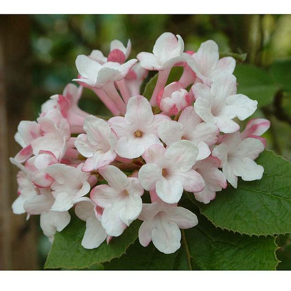 Viburnum carlesii 'Aurora'