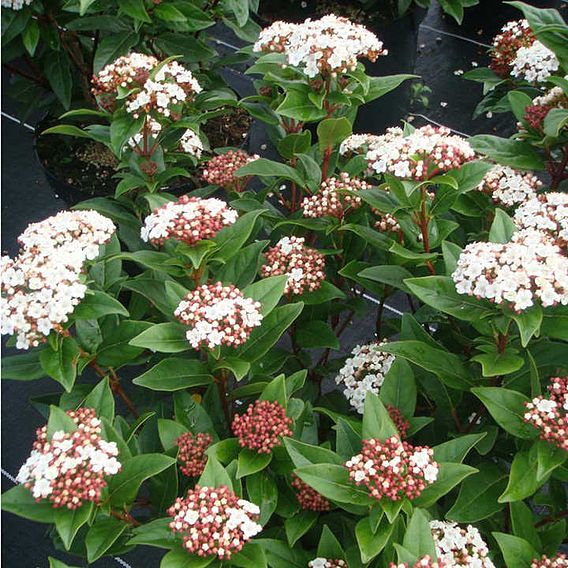 Viburnum tinus