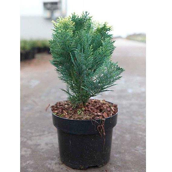 Chamaecyparis lawsoniana 'Pygmaea Argentea'