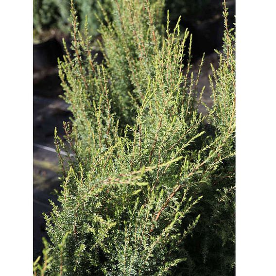 Juniperus communis 'Compressa'