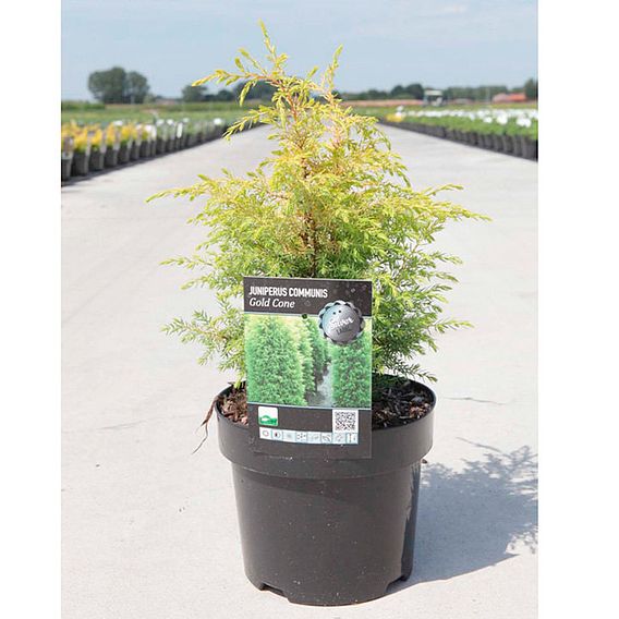 Juniperus communis 'Gold Cone'
