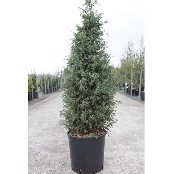 Juniperus rigida subsp. conferta 'Blue Pacific'