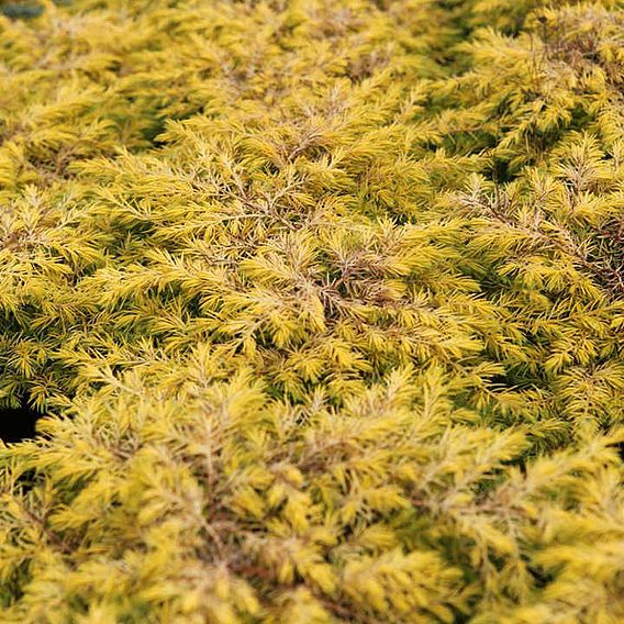 Juniperus conferta 'Allgold'