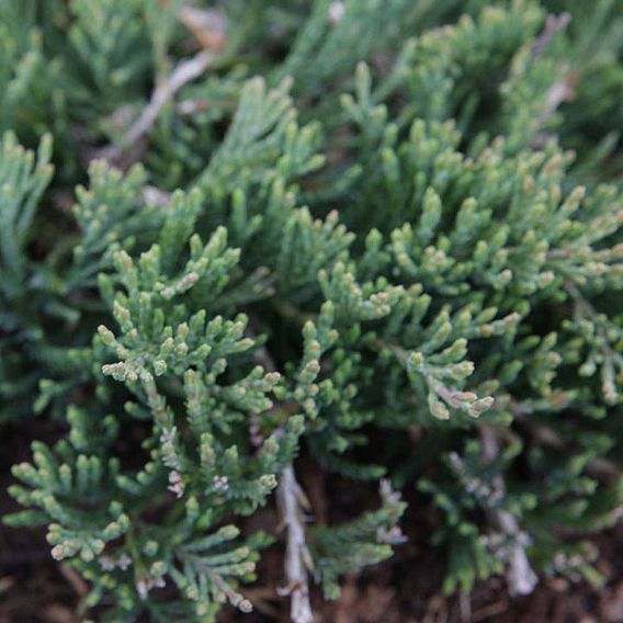 Juniperus horizontalis 'Wiltonii'