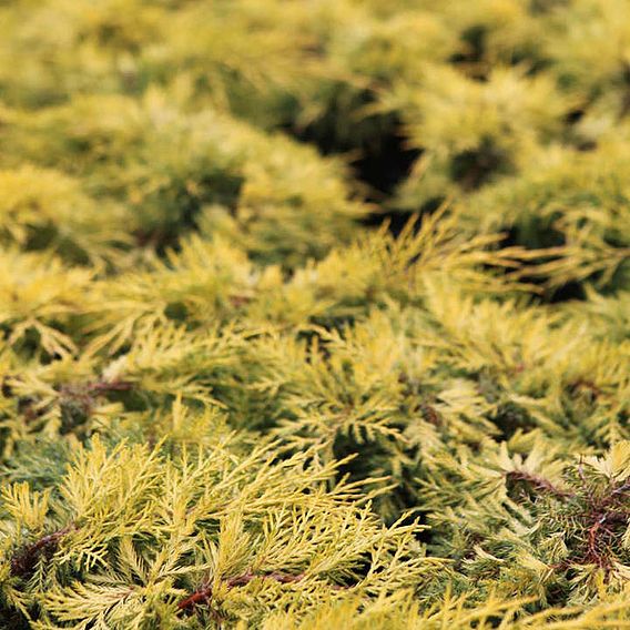 Juniperus x pfitzeriana 'Mint Julep'