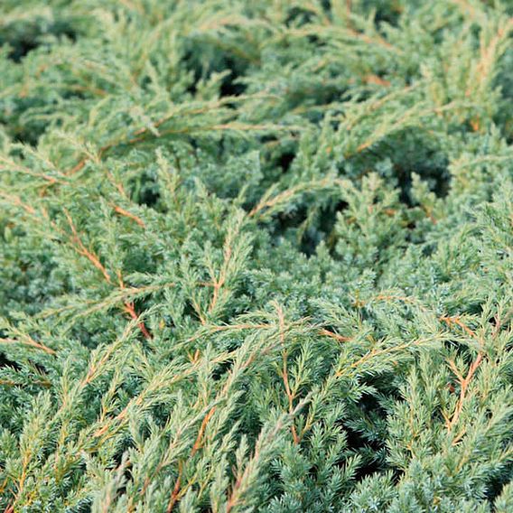 Juniperus squamata 'Blue Swede'