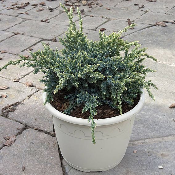 Juniperus squamata Plant - Holger
