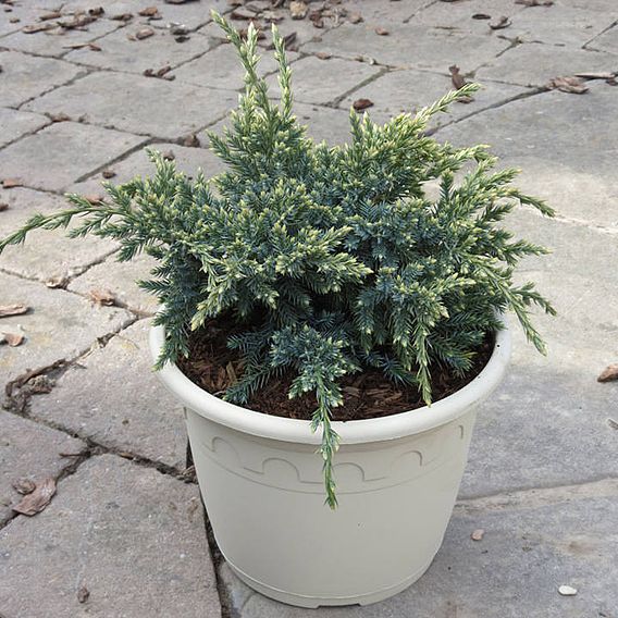 Juniperus squamata 'Holger'