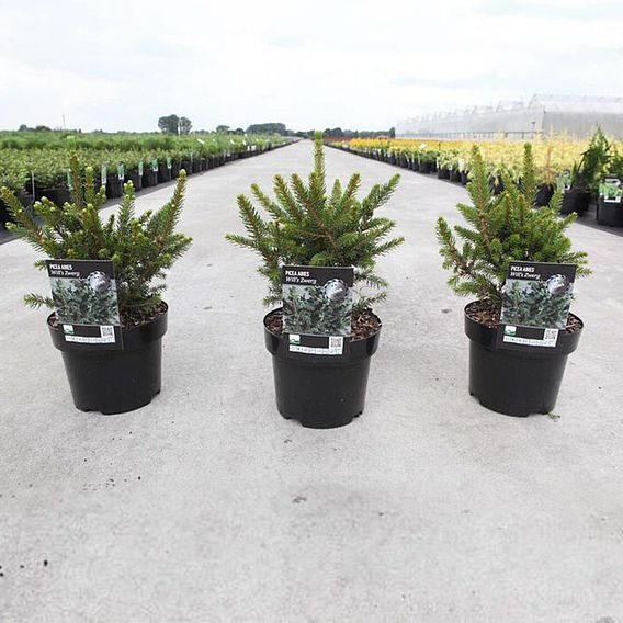 Picea abies 'Wills Zwerg'