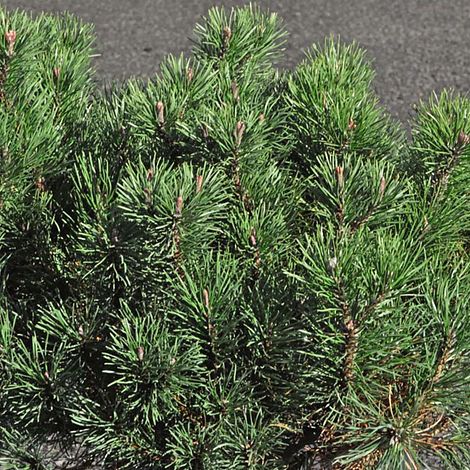 Pinus mugo 'Pumilio Group'