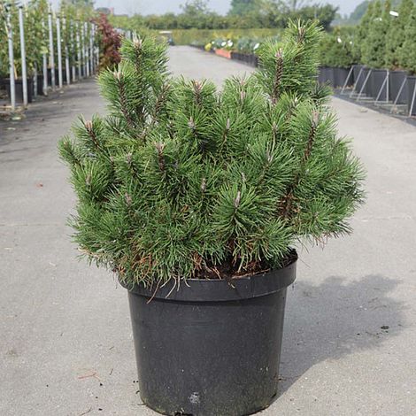 Pinus mugo 'Pumilio Group'