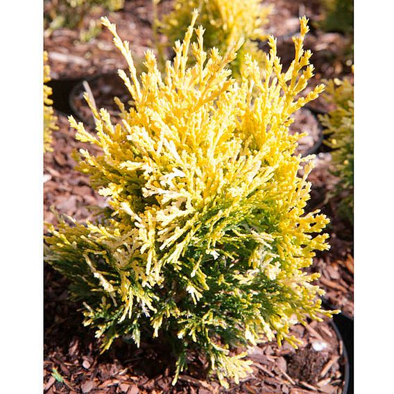 Thuja orientalis 'Fleck'