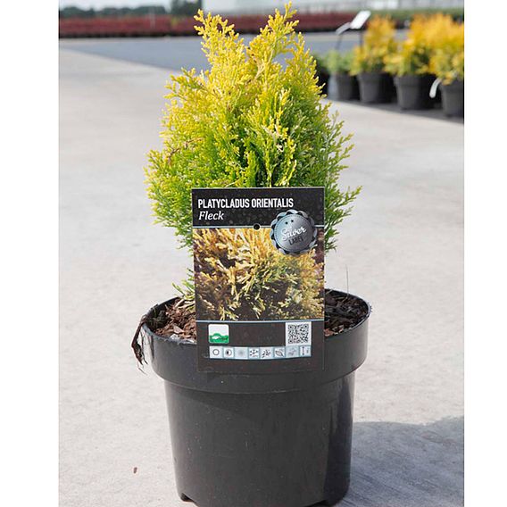 Thuja orientalis 'Fleck'