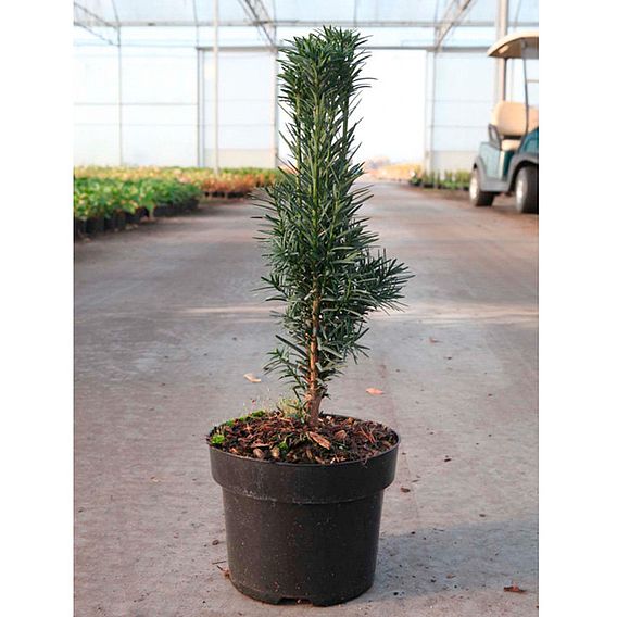 Taxus baccata 'Fastigiata Aurea Group'