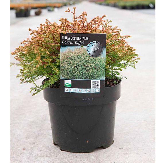 Thuja occidentalis 'Golden Tuffet'