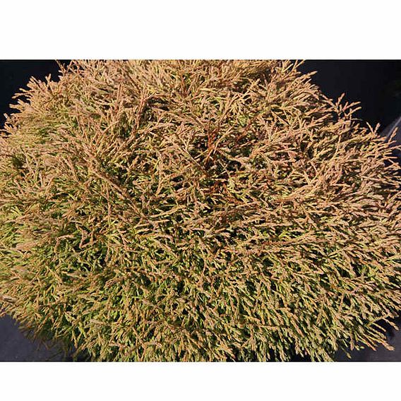 Thuja occidentalis 'Miky'