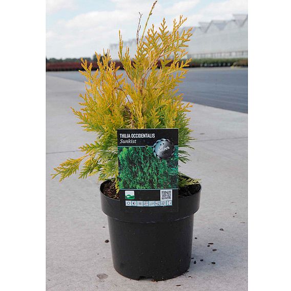 Thuja occidentalis 'Sunkist'