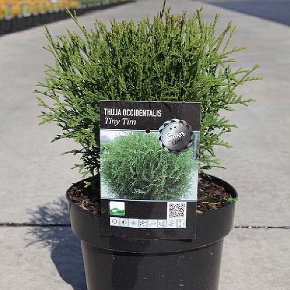 Thuja occidentalis 'Tiny Tim'