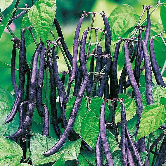 Dwarf French Bean 'Purple Teepee' - Seeds