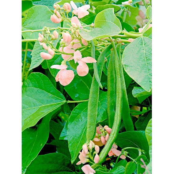 Runner Bean 'Runner Sunset' - Seeds