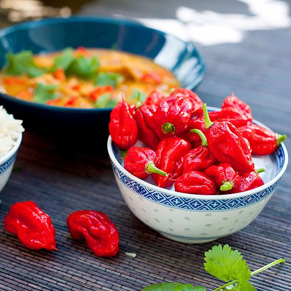 carolina reaper pepper price carolina reaper pepper price