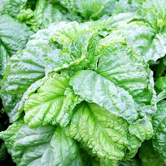 Basil 'Lettuce Leaf' - Seeds