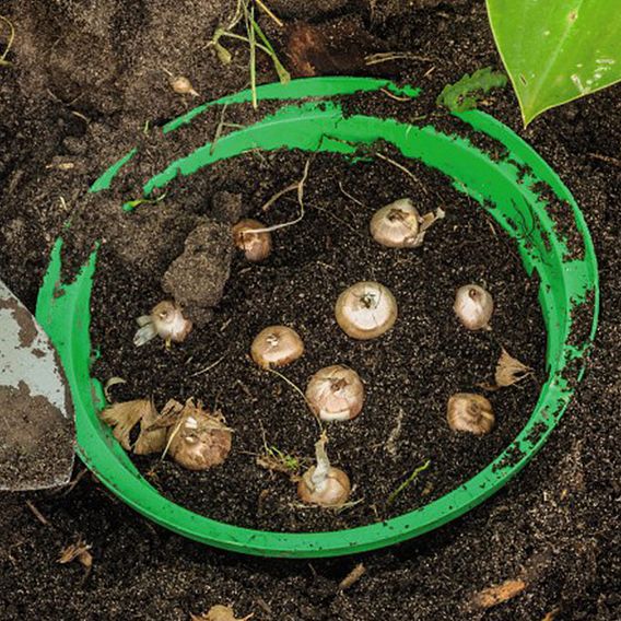 Bulb Baskets