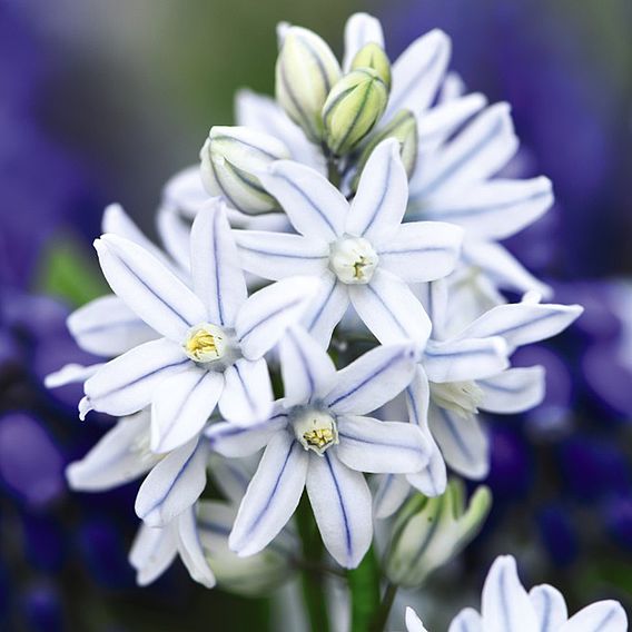 Russian Snowdrop Puschkinia