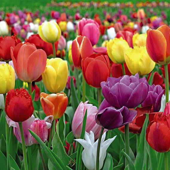 Tulip 'Majestic Mix'