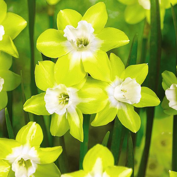 Narcissus 'Pipit'
