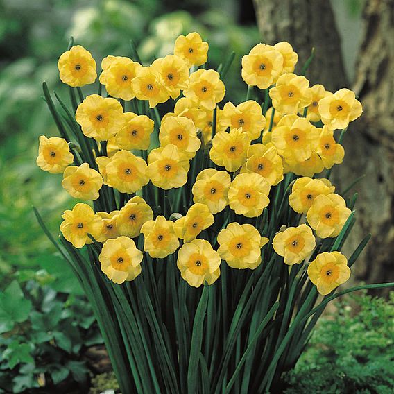 Narcissus 'Sun Disc'