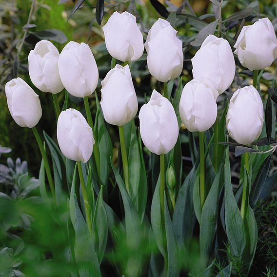 Tulip 'Snowstar'