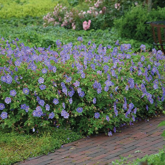 Geranium 'Rozanne'