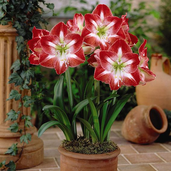 Amaryllis 'Minerva'