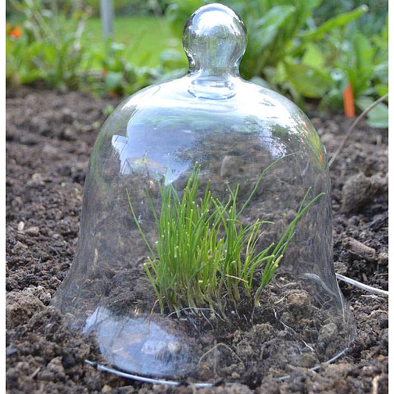 Bell Glass Cloches