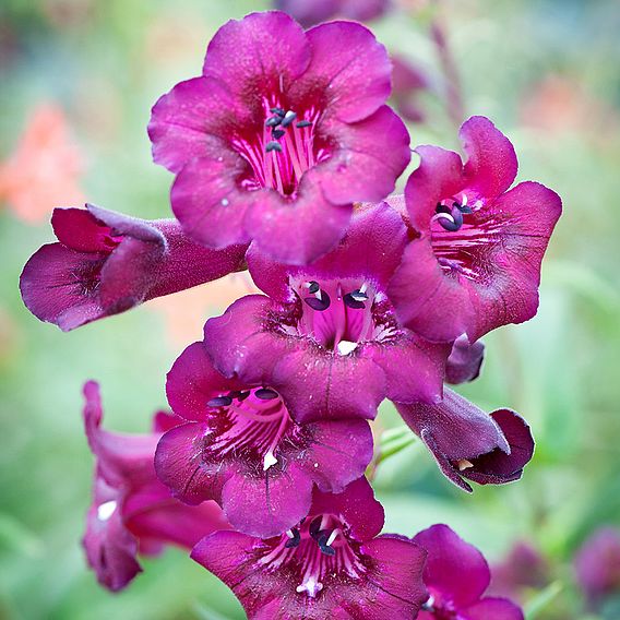 Penstemon Blackberry (Icecream)