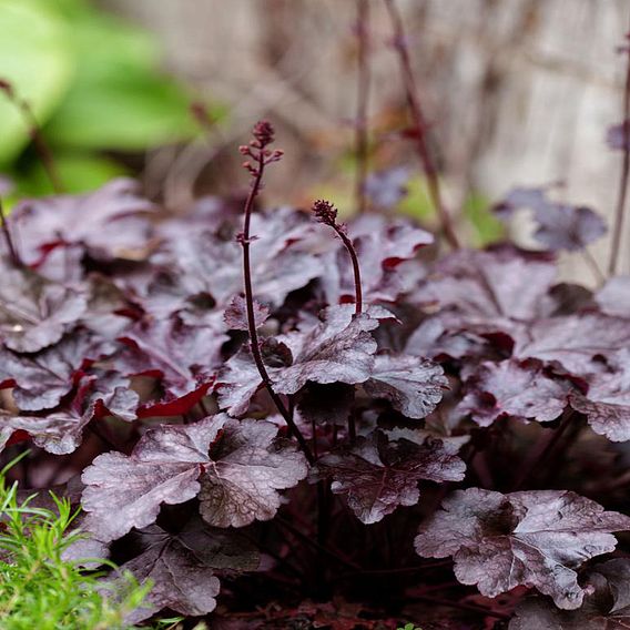 Heuchera villosa 'Palace Purple'