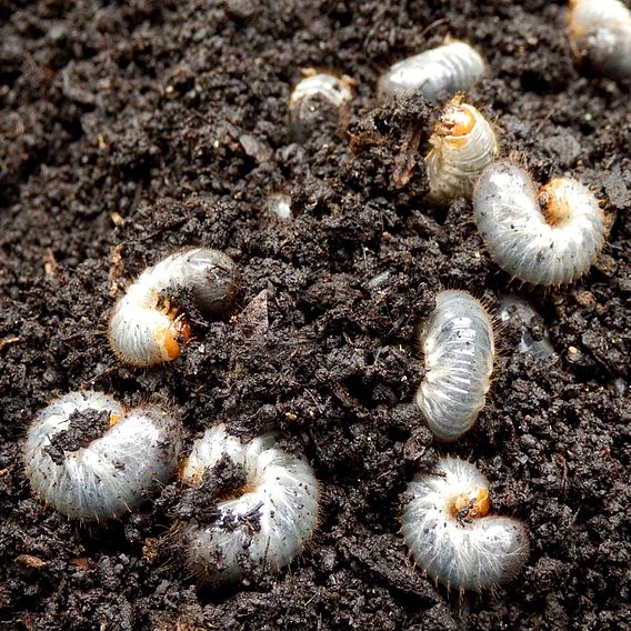 Chafer Grub Killer