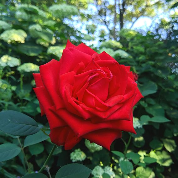 Rose 'Breeder's Choice Red' (Hybrid Tea Rose)
