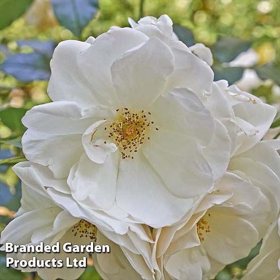 White Ramanas Rose (Hedging)