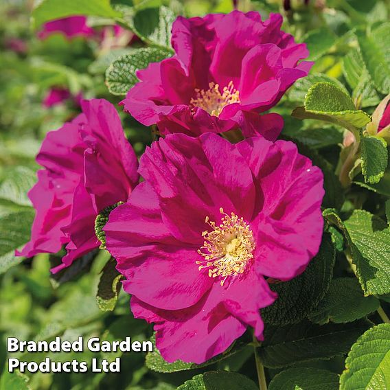 Rose rugosa 'Rubra' (Species Shrub Rose)