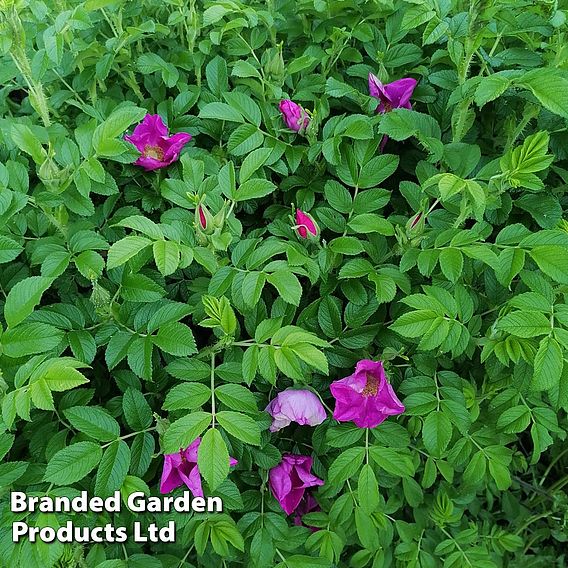 Rose rugosa 'Rubra' (Species Shrub Rose)