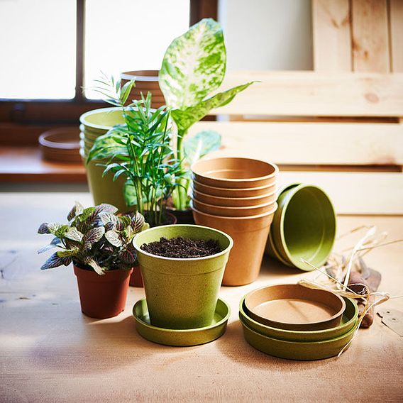 Bamboo & Rice Pots and Saucers – Sage Green