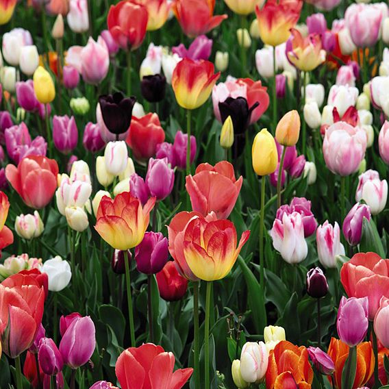 Tulip 'Triumph Mixed'