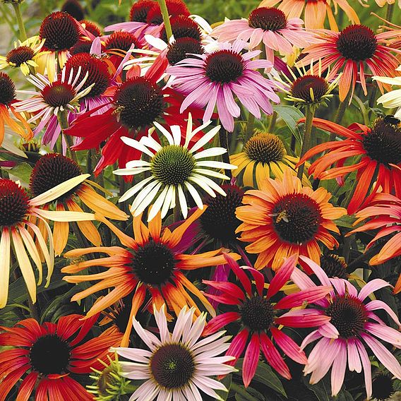 Echinacea Primadonna Mixed