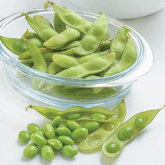 Edamame 'Summer Shell' - Organic Seeds