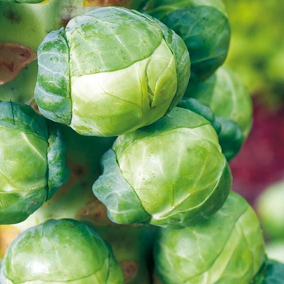 Brussels Sprout 'Igor' F1 - Organic Seeds