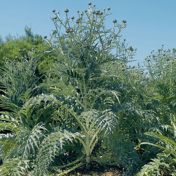 Cardoon - Organic Seeds