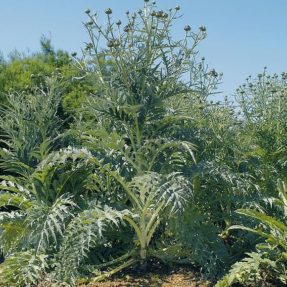 Cardoon - Organic Seeds