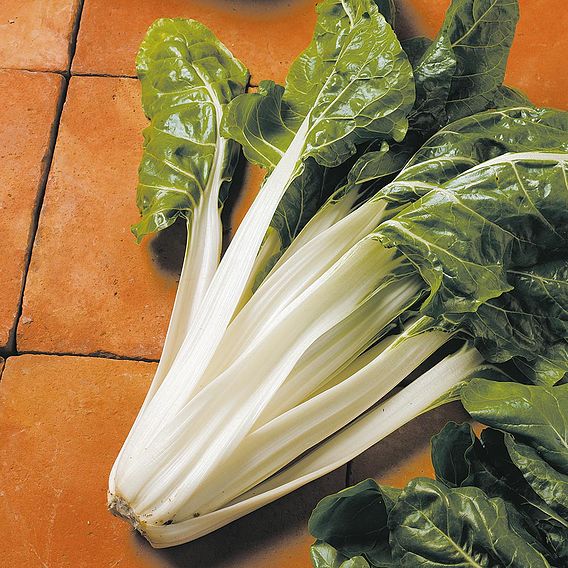 Swiss Chard 'Silver' - Organic Seeds